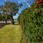 Lote- Terruñoa de AraoZ ll- Maipú